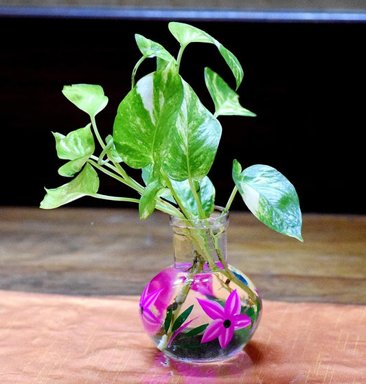 Zest HANDICRAFTS Round Glass Vase, for Money Plant, Lucky Bamboo Plant, Flower Pot, 12X10 cm Elegant Flower Designed Vase and Clear