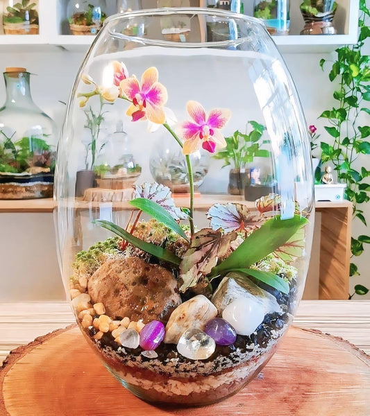 Zest Oval Glass Vase - Transparent Flower Vase for Home Decoration Items for Living Room 8 inc, Unique Aesthetic Design, Center Table, Home, Cafe and Office